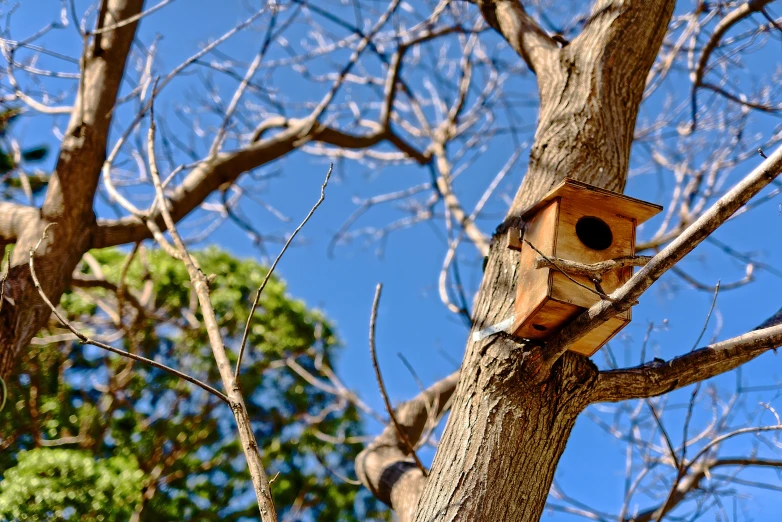 a tree trunk with two wooden birds houses attached to it