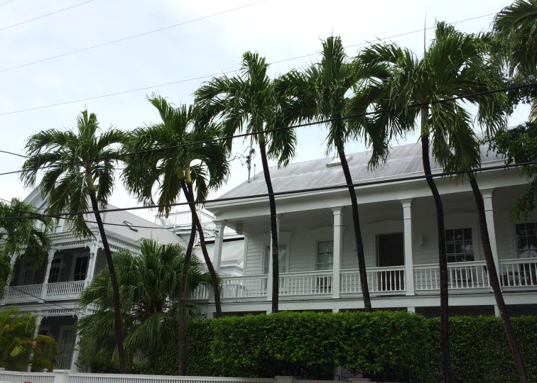 a white house with many palm trees outside of it