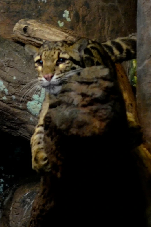 a small animal is resting on the rocks