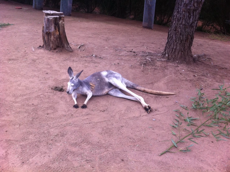a kangaroo laying on the ground near some trees