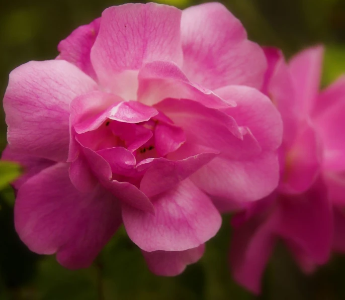 close up of pink flowers blooming on a plant