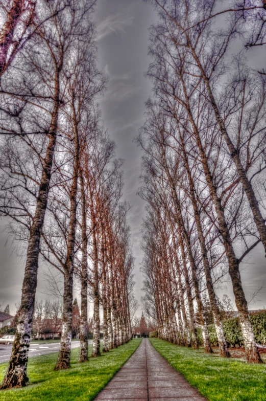 a walkway in a tree lined park leads to a grassy area