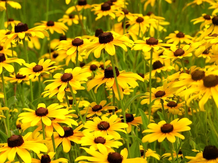 large bunch of yellow flowers growing in the grass