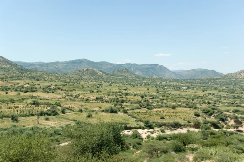landscape of trees and bushes with mountains in the background