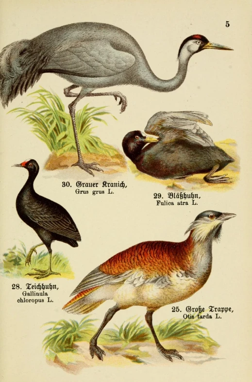 birds from the earliest times and during the early