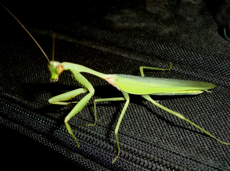 a large green praying mantissa on a black cloth