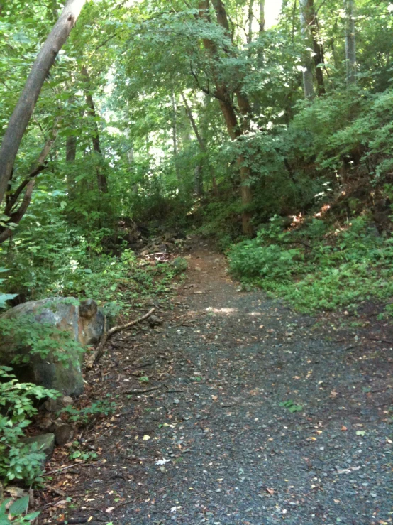 a wooded path with lots of trees and rocks