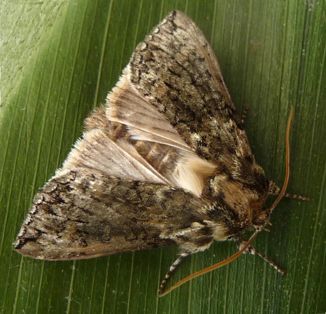 a brown and black moth on a green leaf