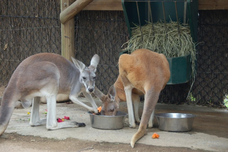 kangaroos are feeding in their pen with food