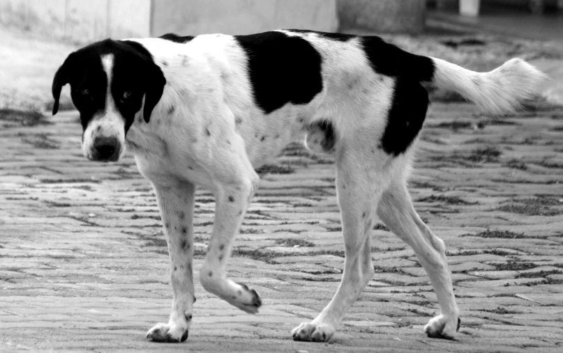 dog walking on a brick walkway with his paw out