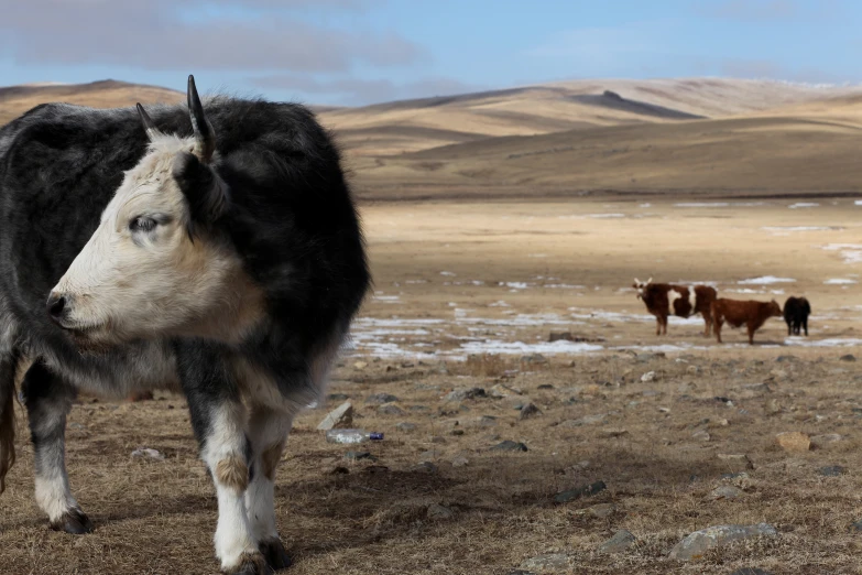 an image of two cows that are standing in the dirt