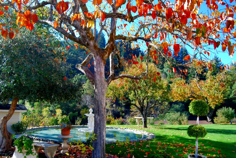 trees in a lawn with a pond and house