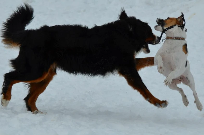two dogs are playing with each other on a snowy surface