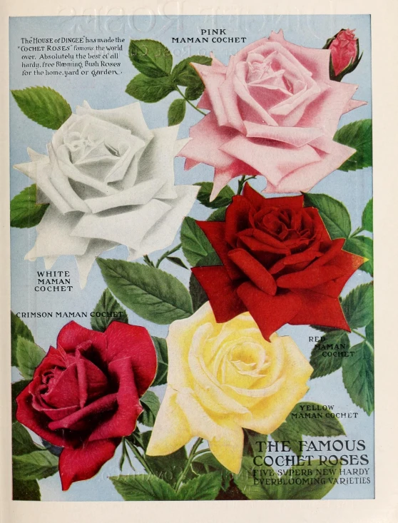 a vintage magazine shows four different roses