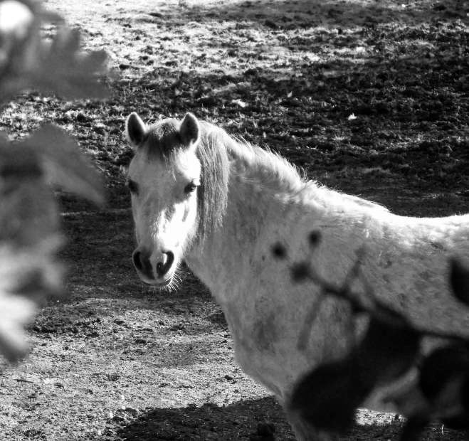 black and white pograph of a white horse in its pen