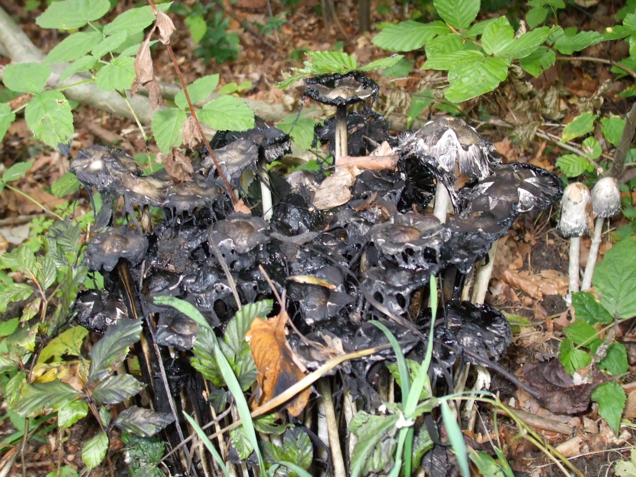 a group of mushrooms are gathered in the forest