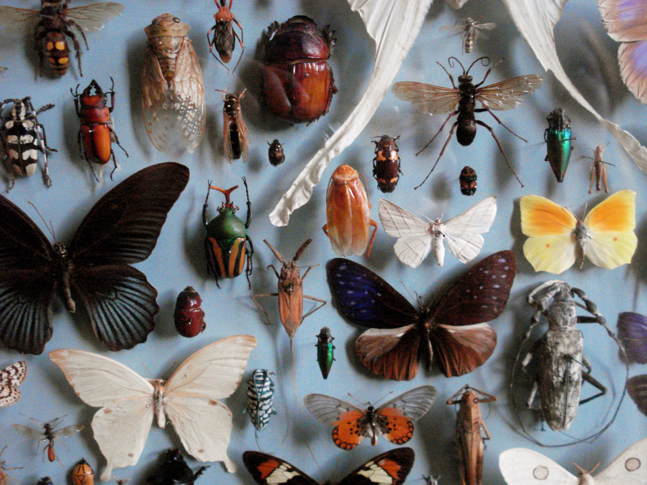 a collection of insects on a blue background