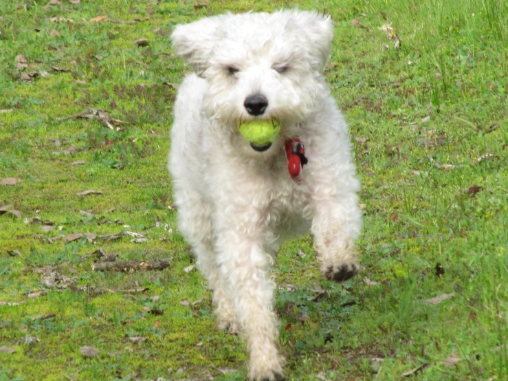 a white dog playing with a green ball in a field