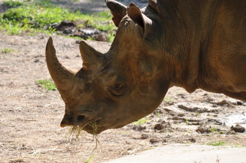a rhino grazing on grass and dirt in its pen