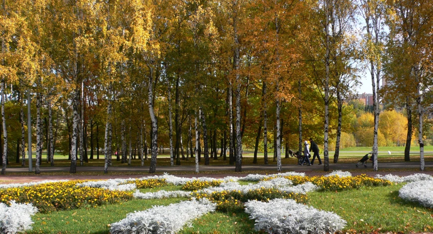 a number of flowers and trees in a park