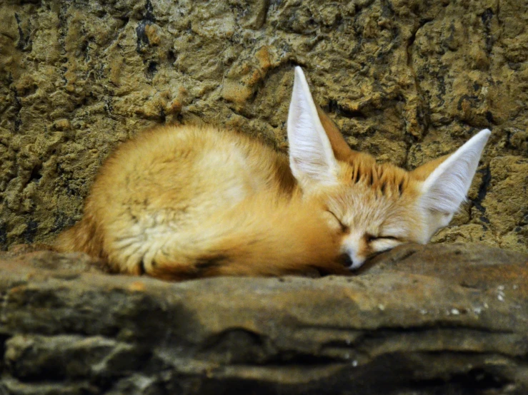 a brown and white cat sleeping on top of a pile of rocks