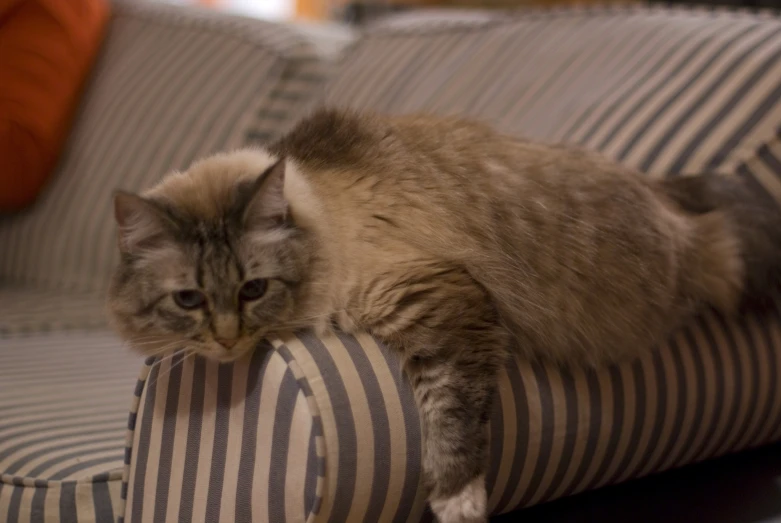 a cat laying on a striped couch cushion