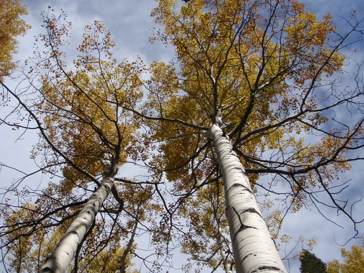 three tall tree trunks in the middle of a forest