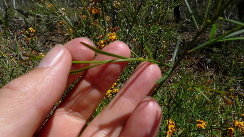 someone is holding onto the small flower buds in their hand