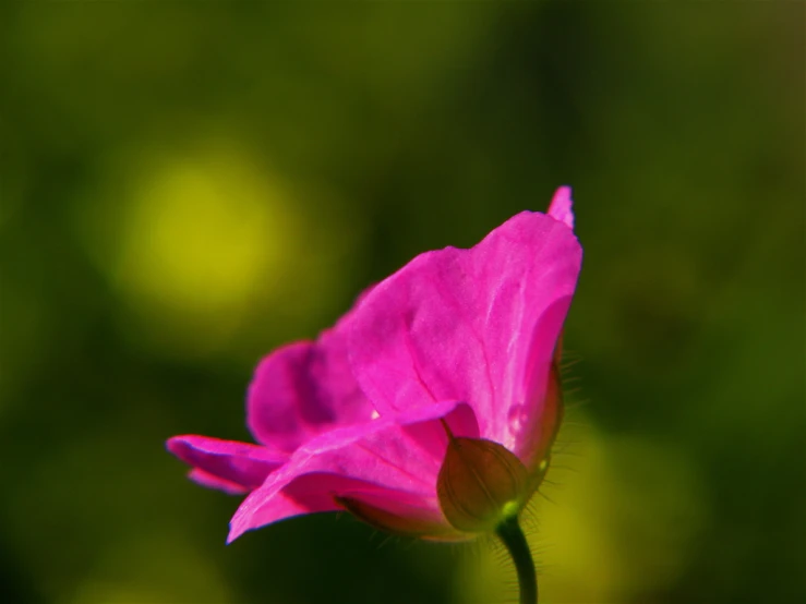 a very bright pink flower that is blooming