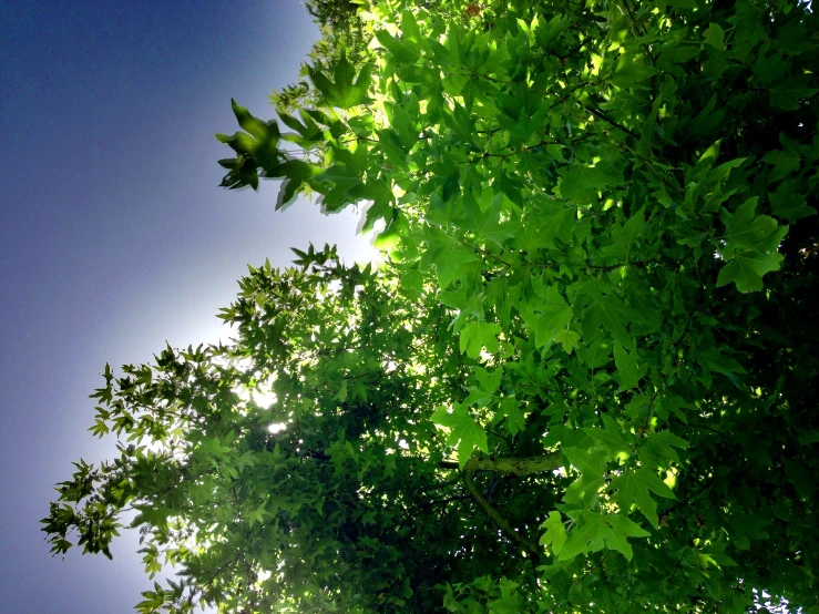 tree nches under the sun as the sunlight shines through