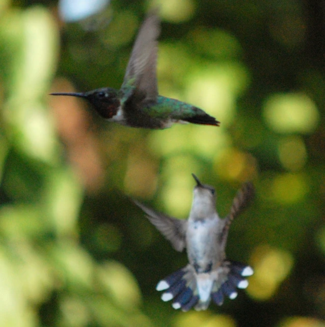 two hummingbirds in flight over another hummingbird