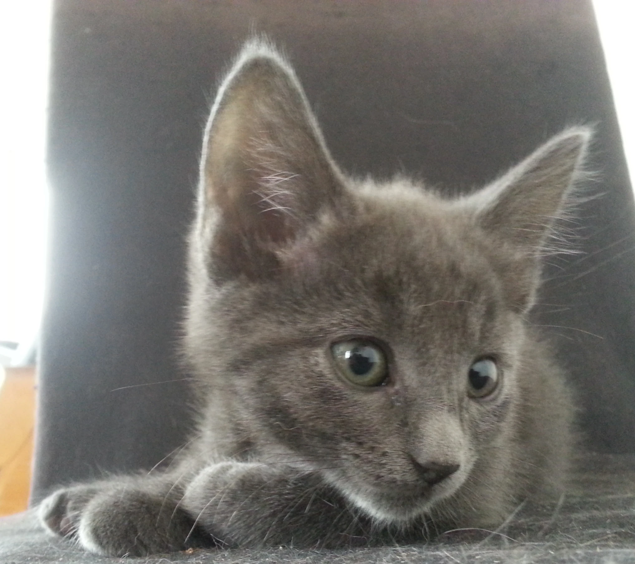 a kitten sitting in a black chair looking at the camera