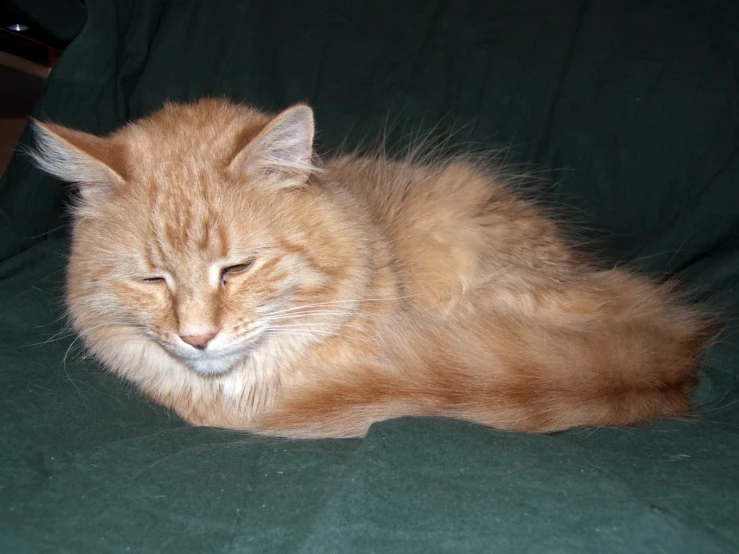 a fluffy orange cat laying on top of a green couch