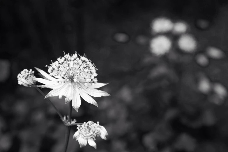 some white flowers are in a black and white po