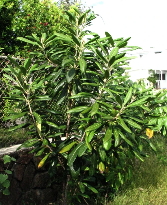 large green bush with lots of leaves in the sun