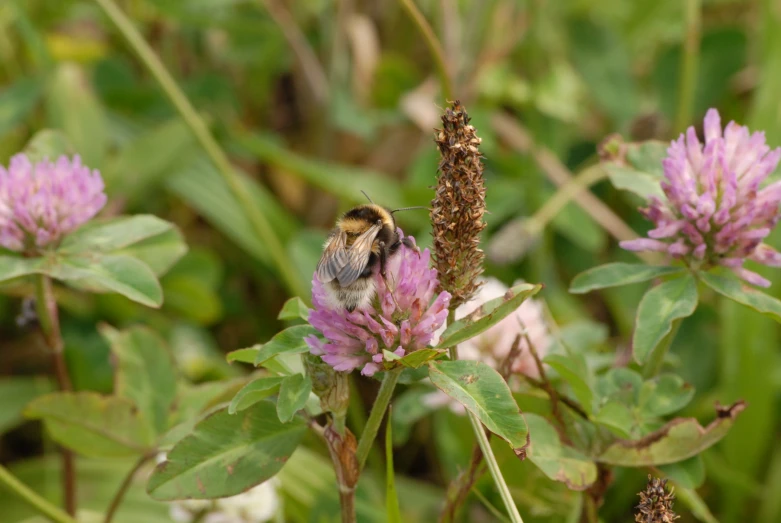 a bumble bee with pollen in its stomach on a flower