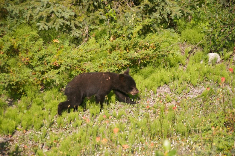 the bear is walking by himself through the trees