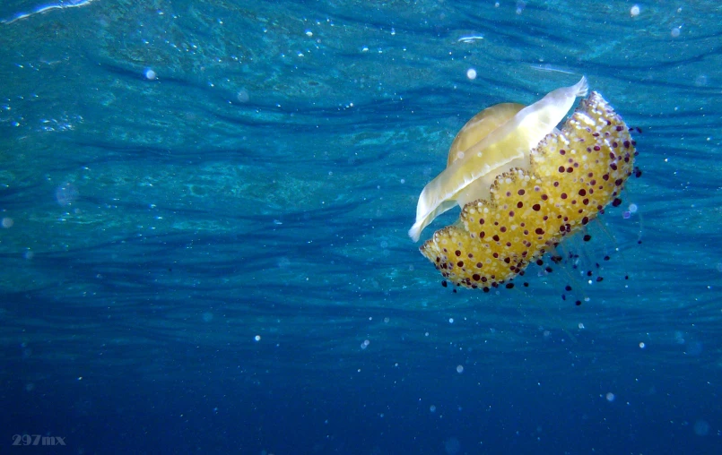 a yellow jellyfish swimming in the ocean