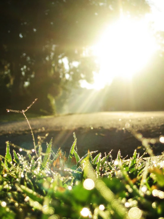 sun peeking behind green grass with sunlight beams