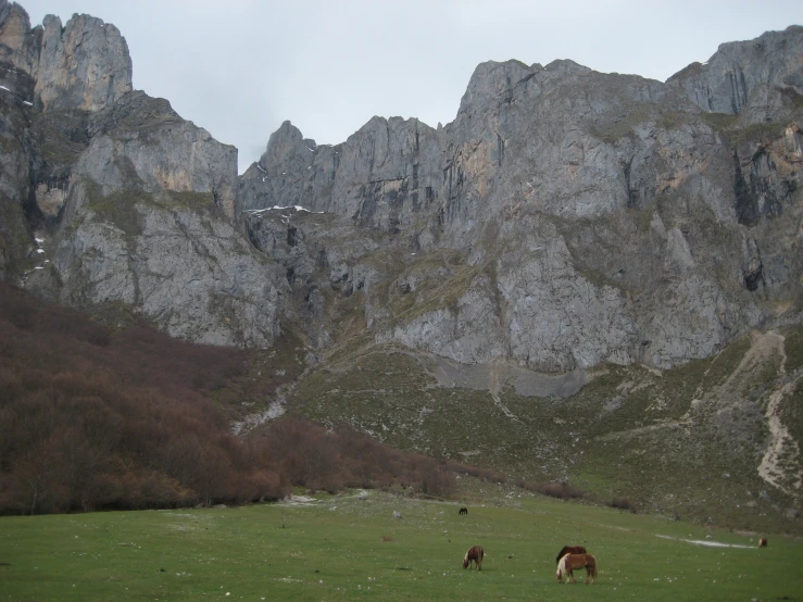 there are many horses in a field near mountains