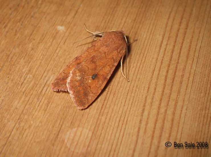 a brown moth on top of a wooden surface