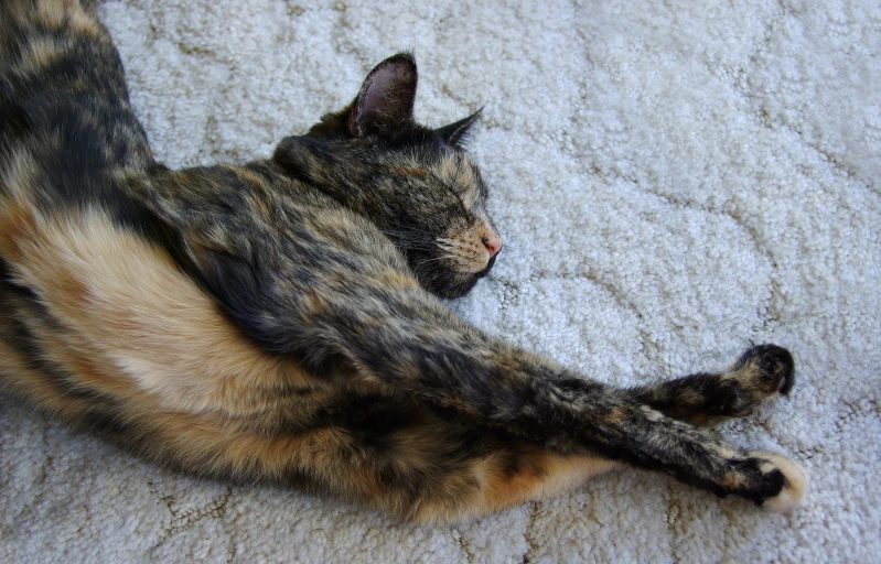 a cat lying down on top of carpet with its eyes closed