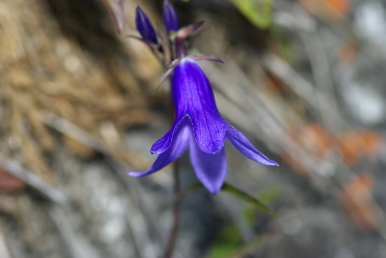 a purple flower in front of a brick wall