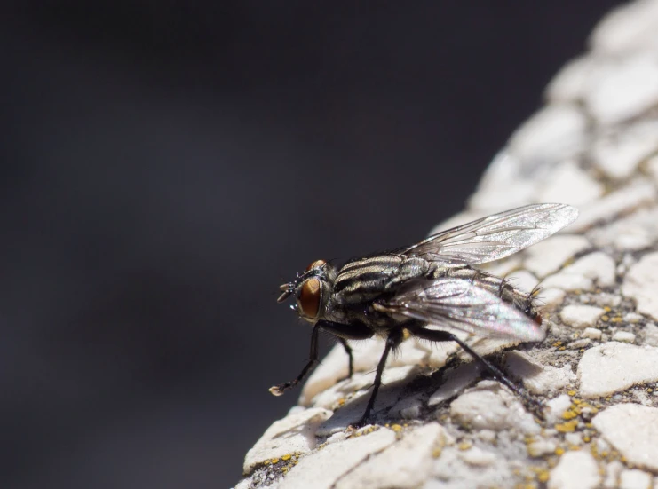 two flies are sitting on a white piece of rock