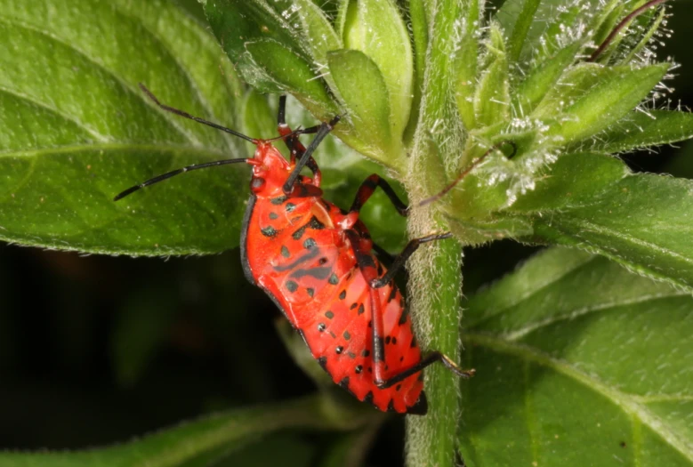 two orange bugs on a green plant with leaves