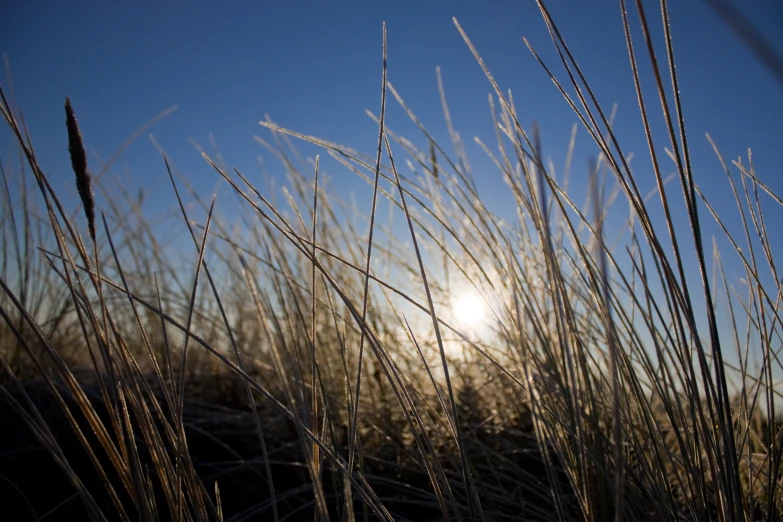 a field full of tall grass with the sun in the background