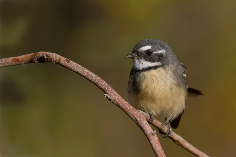 a small bird is perched on a thin twig