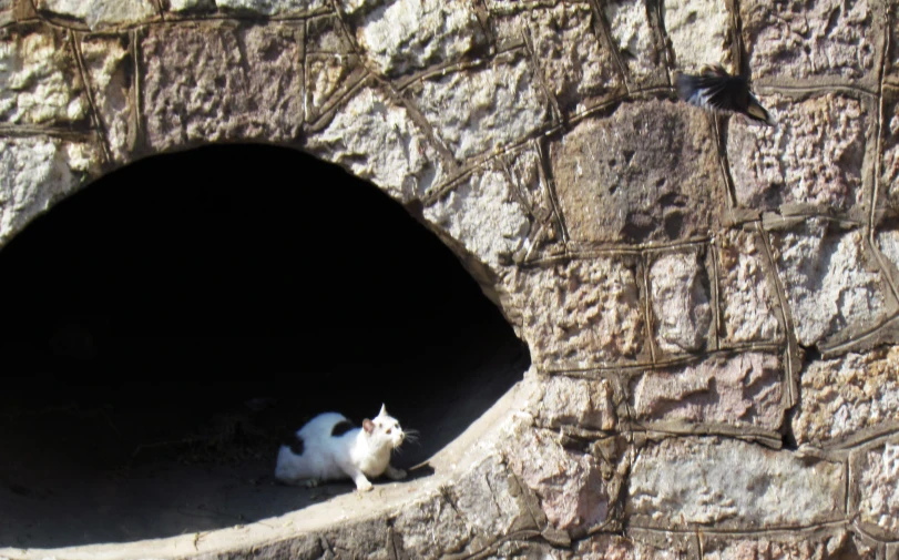 two rabbits standing in a stone tunnel with a bird flying above