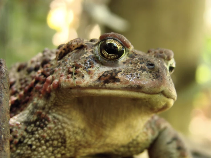 a close up picture of a toad looking into the camera