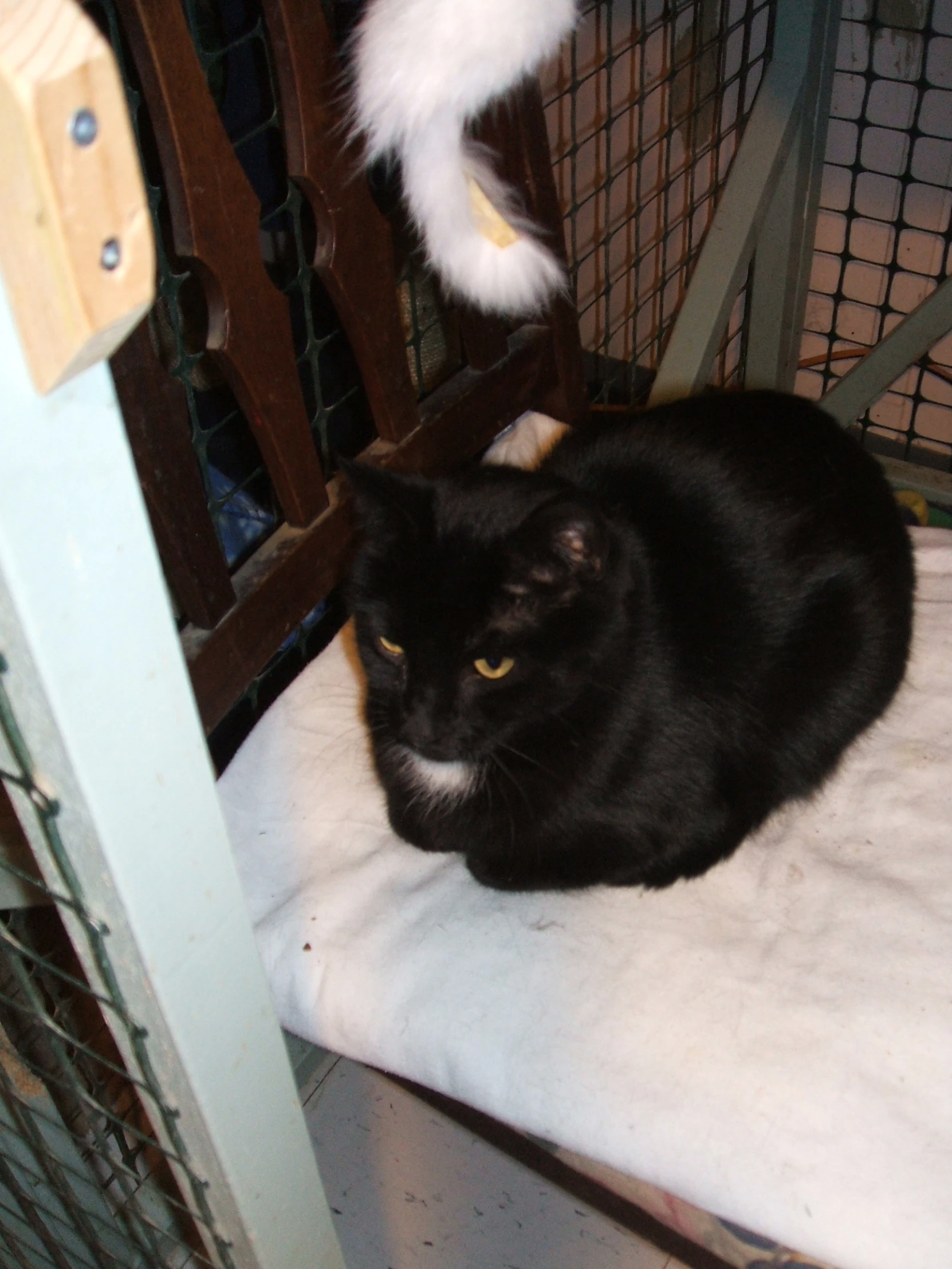 the black and white cat is sitting on top of a chair